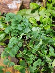 Attēlu rezultāti vaicājumam “Poterium sanguisorba”