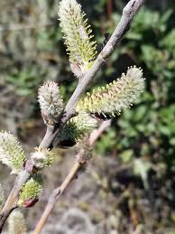 Attēlu rezultāti vaicājumam “Salix cinerea female flower”