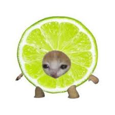 Image result for limecat