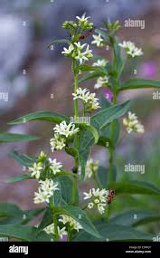Attēlu rezultāti vaicājumam “Vincetoxicum hirundinaria leaf”