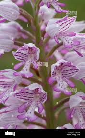 Attēlu rezultāti vaicājumam “Orchis militaris flower”