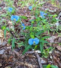 Attēlu rezultāti vaicājumam “Commelinaceae”