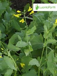Attēlu rezultāti vaicājumam “Brassica napus flower”