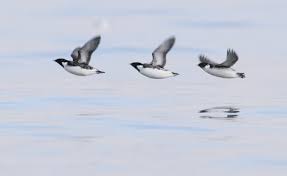 Image result for Synthliboramphus antiquus