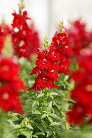 Image result for Antirrhinum majus