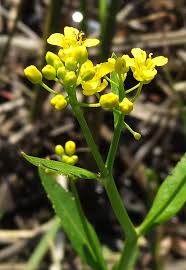 Attēlu rezultāti vaicājumam “Rorippa amphibia”