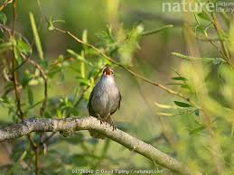 Image result for Cettia cetti