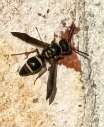 Attēlu rezultāti vaicājumam “Ancistrocerus sp. male”