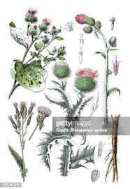 Attēlu rezultāti vaicājumam “Serratula tinctoria leaf”