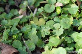 Attēlu rezultāti vaicājumam “Chrysosplenium alternifolium bud”
