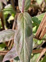 Attēlu rezultāti vaicājumam “Epilobium parviflorum”