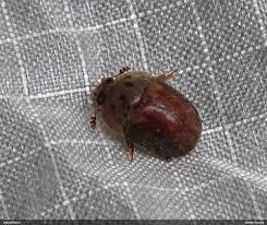 Attēlu rezultāti vaicājumam “Cychramus variegatus”