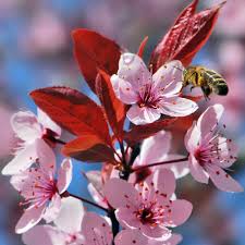 Attēlu rezultāti vaicājumam “Prunus cerasifera flower”
