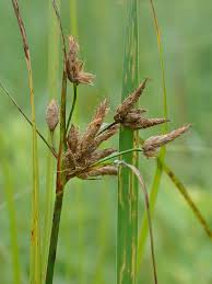 Attēlu rezultāti vaicājumam “Bolboschoenus maritimus”