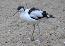 Attēlu rezultāti vaicājumam “Recurvirostra avosetta”