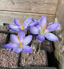 Attēlu rezultāti vaicājumam “Crocus speciosus flower”