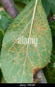 Attēlu rezultāti vaicājumam “Tranzschelia pruni-spinosae”