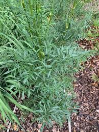 Attēlu rezultāti vaicājumam “Thalictrum lucidum”