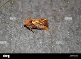 Attēlu rezultāti vaicājumam “Phymatopus hecta”