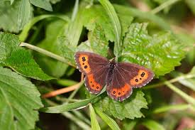 Attēlu rezultāti vaicājumam “Erebia ligea”