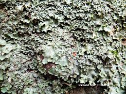 Attēlu rezultāti vaicājumam “Lobaria amplissima”