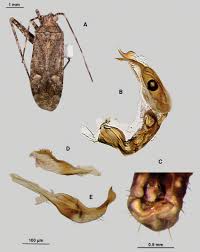 Attēlu rezultāti vaicājumam “Phytocoris sp.”