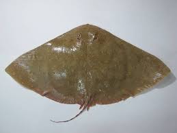 Image result for Gymnura micrura