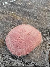 Attēlu rezultāti vaicājumam “Symphytocarpus flaccidus stalked”