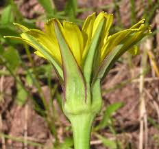 Attēlu rezultāti vaicājumam “Tragopogon pratensis subsp. pratensis bud”