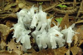 Image result for ギンリョウソウ