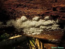 Attēlu rezultāti vaicājumam “Dentipellis fragilis”