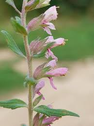 Attēlu rezultāti vaicājumam “Odontites vulgaris fruit”
