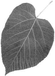 Attēlu rezultāti vaicājumam “Tilia x moltkei leaf”