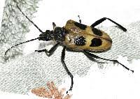 Attēlu rezultāti vaicājumam “Pachyta quadrimaculata”