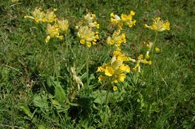 Image result for Primula veris