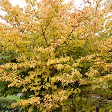 Attēlu rezultāti vaicājumam “Hamamelis virginiana leaf”