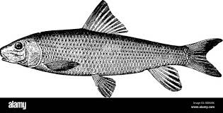 Image result for Minytrema melanops