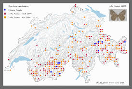 Attēlu rezultāti vaicājumam “Charissa ambiguata”