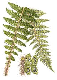 Attēlu rezultāti vaicājumam “Polystichum braunii”