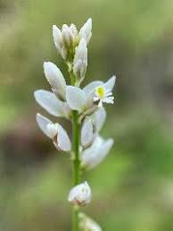 Attēlu rezultāti vaicājumam “Polygalaceae”