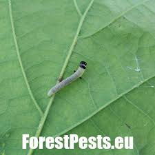 Attēlu rezultāti vaicājumam “Diurnea lipsiella”