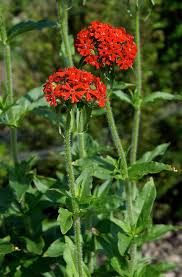 Image result for Lychnis chalcedonica `Dusky Salmon`