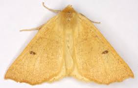 Attēlu rezultāti vaicājumam “Crocallis elinguaria”