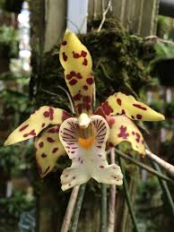 Attēlu rezultāti vaicājumam “Heterotrichia oerstedii (syn. Arcyria oerstedii) stalked”