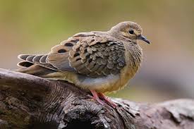 Image result for Zenaida macroura