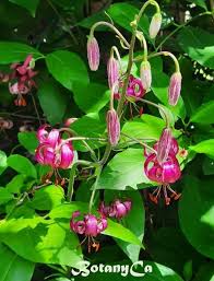 Attēlu rezultāti vaicājumam “Lilium martagon leaf”