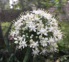 Attēlu rezultāti vaicājumam “Allium cepa flower”