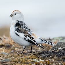 Attēlu rezultāti vaicājumam “Plectrophenax nivalis adult”