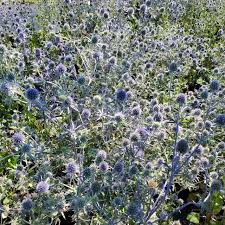 Attēlu rezultāti vaicājumam “Eryngium planum”