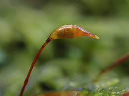 Attēlu rezultāti vaicājumam “Thamnobryum subserratum”